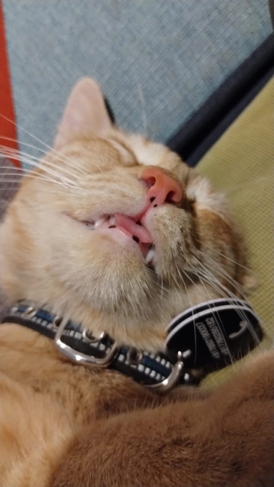 Orange and her Fangs